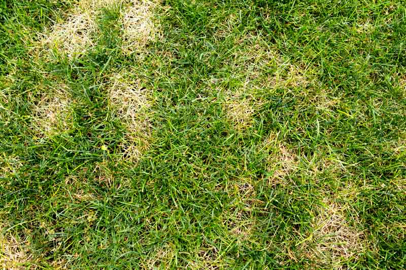 How to know your lawn needs dethatching