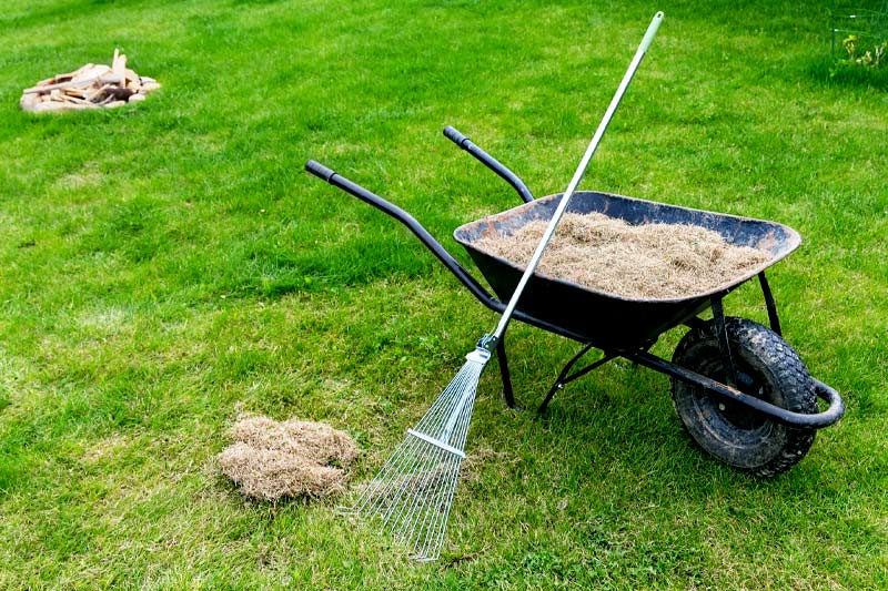 Is Dethatching Your Yard Worth It