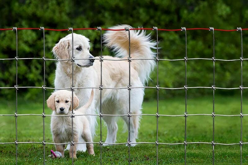 Is a hog wire fence suitable for dogs