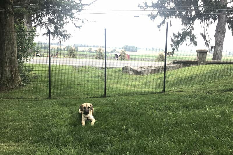 Is welded wire fencing good for dogs