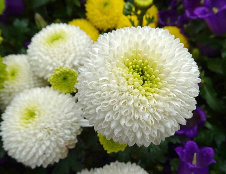 Pompon_Chrysanthemum