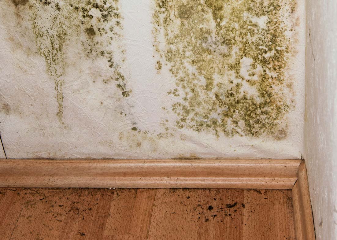 Utah State Mold Laws