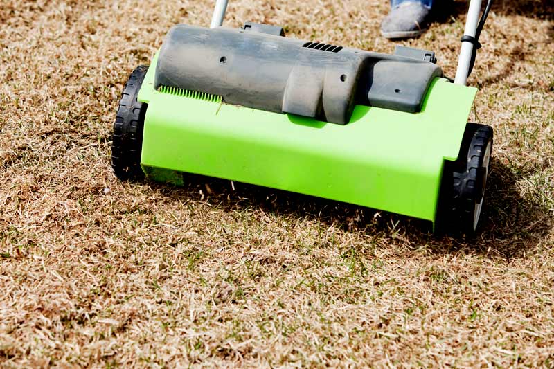 What Time of Year Should You Dethatch Your Lawn