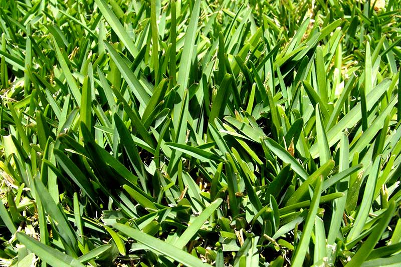 What are warm season grasses