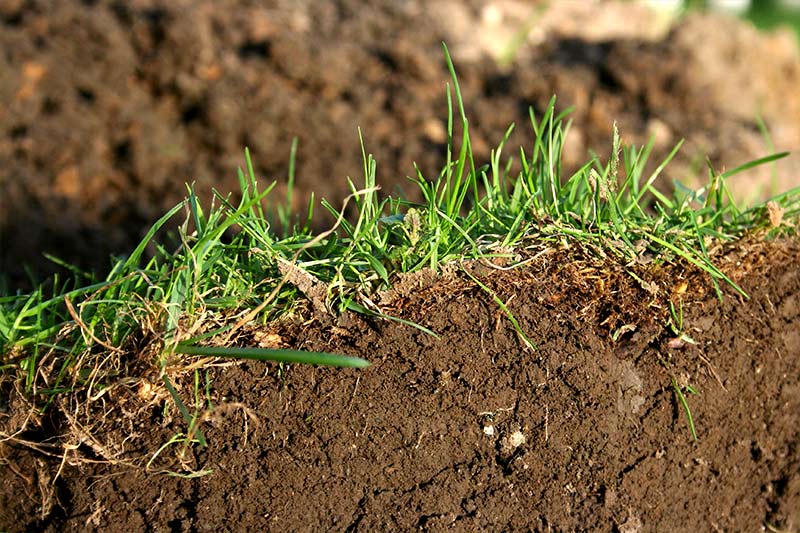 What increases the likelihood of thick thatch forming