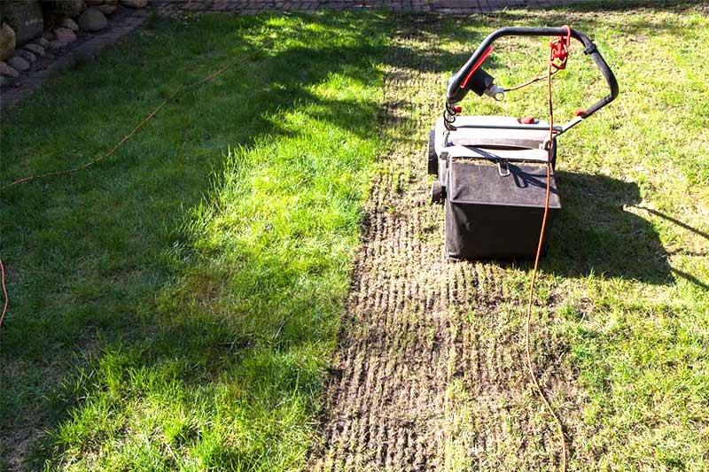 When should you dethatch your lawn