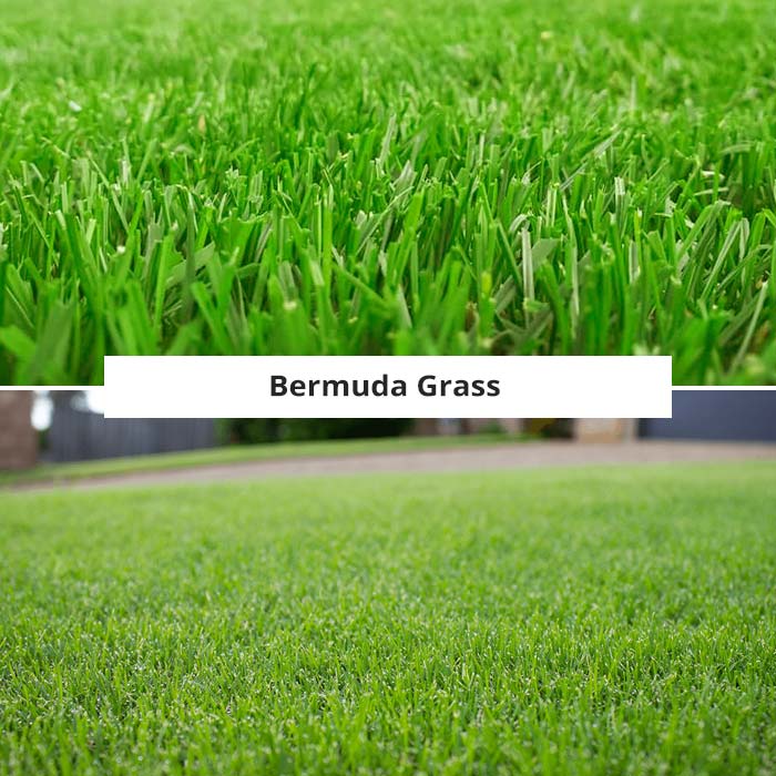 bermuda grass