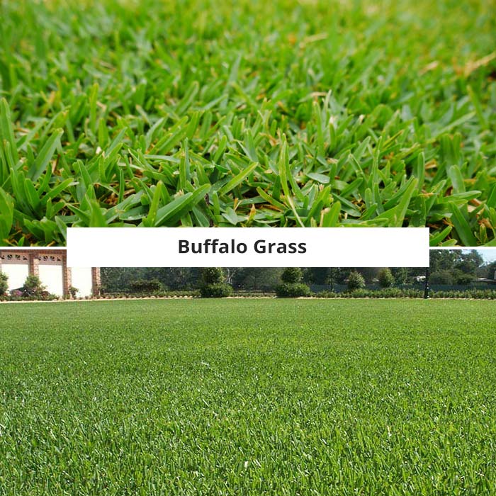 buffalo grass