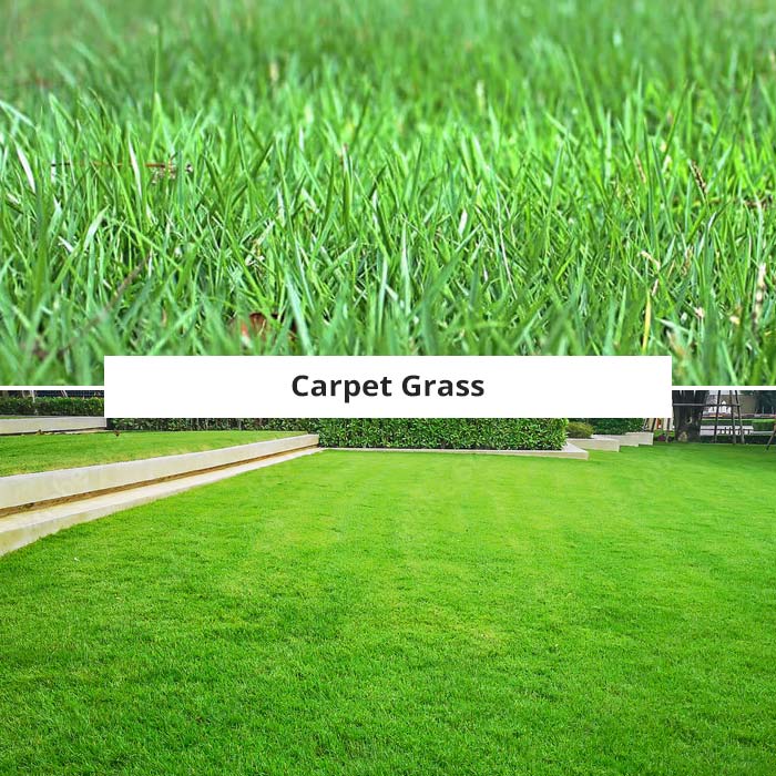 carpet grass