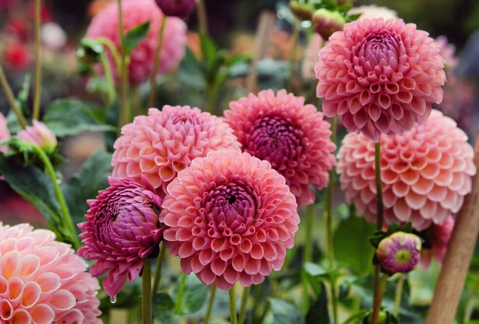 garden grown pink dahlias