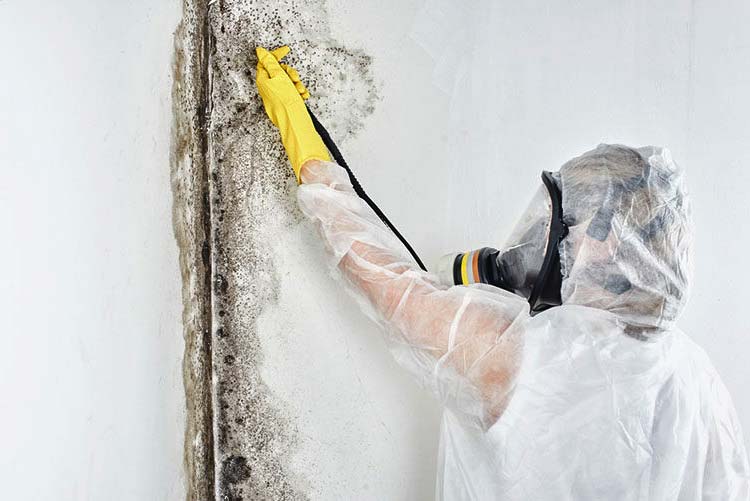 mold laws rhode island