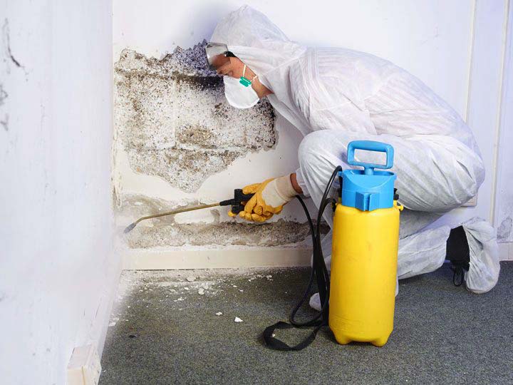 mold removal laws New Mexico landlord responsibility