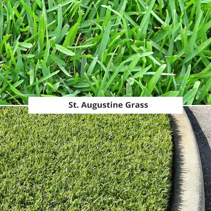 st augustine grass