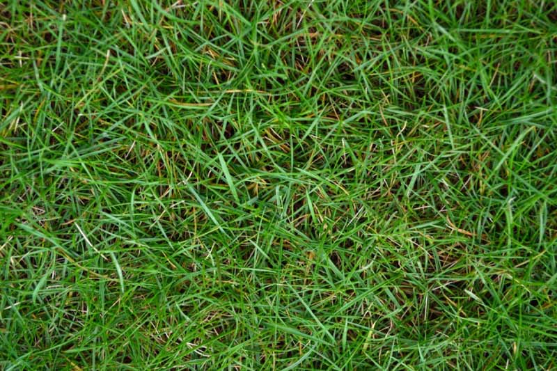 Bermuda Grass (1)