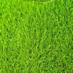 Lawngrass Zoysia Grass