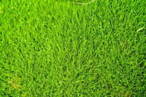 Lawngrass Zoysia Grass