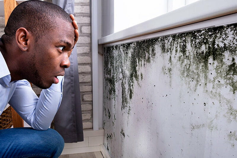 Who is responsible for the tenants belonging in cases of mold in Minnesota