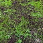 What Are the Disadvantages of Hydroseeding
