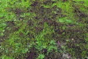What Are the Disadvantages of Hydroseeding