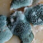 What is mold