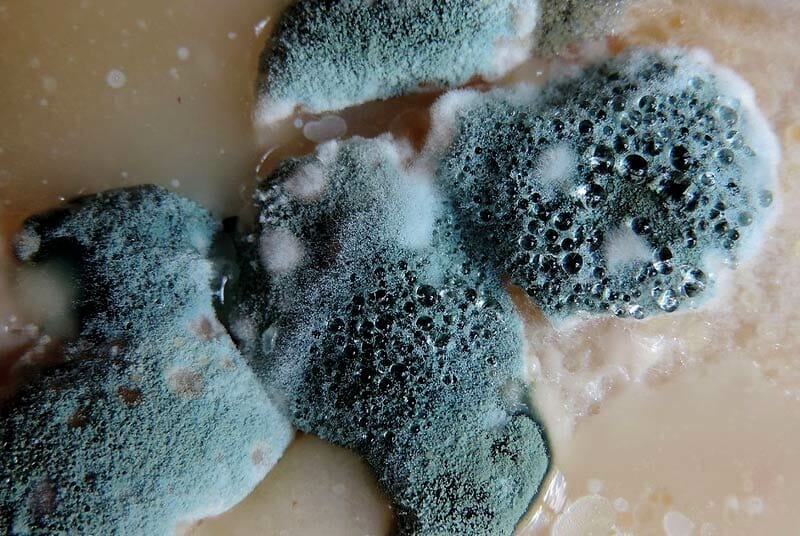 What is mold