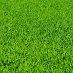 What is the best fertilizer for your lawn