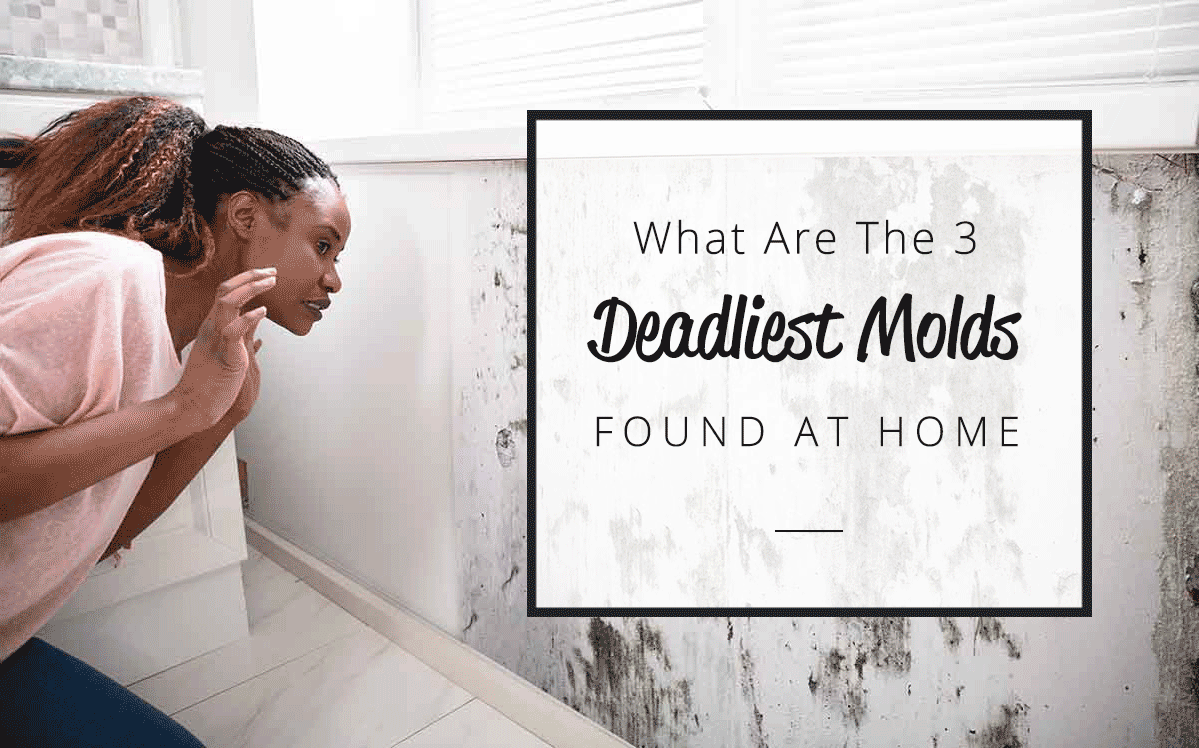 3 deadliest molds foundation at home