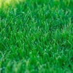 Characteristics of Zoysia grass