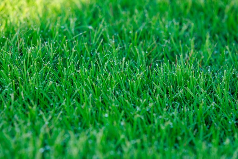 Characteristics of Zoysia grass