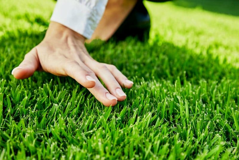 How to check for thatch in Zoysia grass