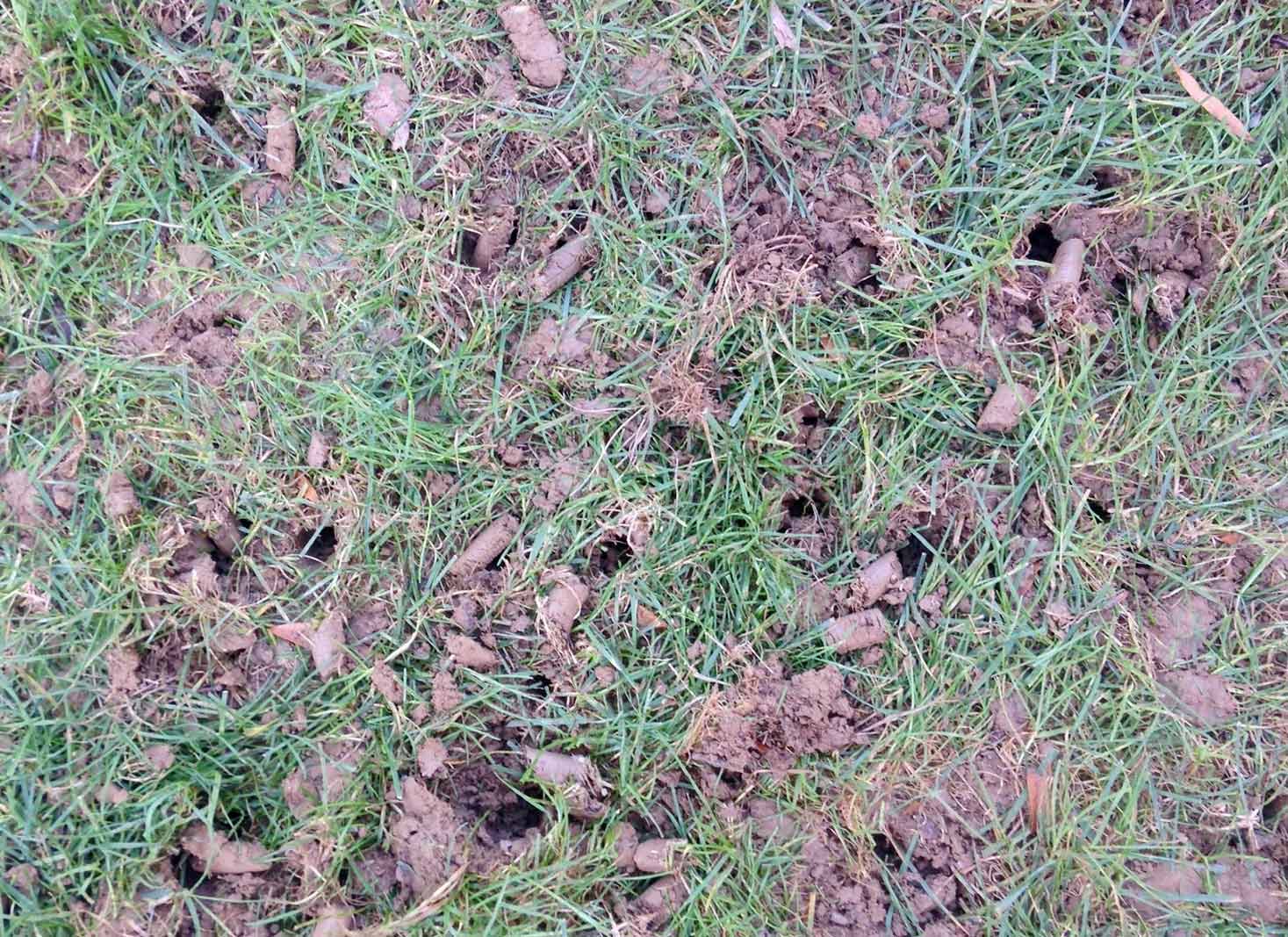 Benefits of leaving soil plugs on the lawn