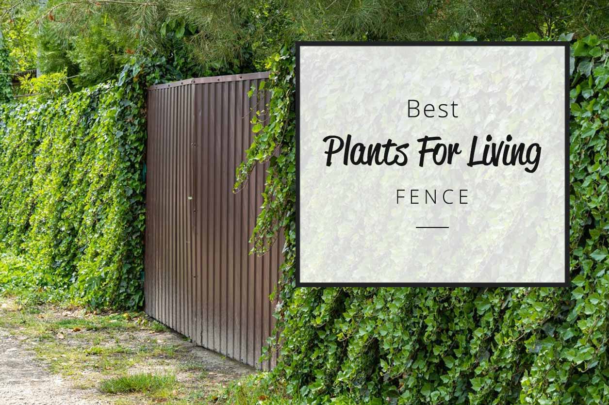 Best Plants For Living Fence