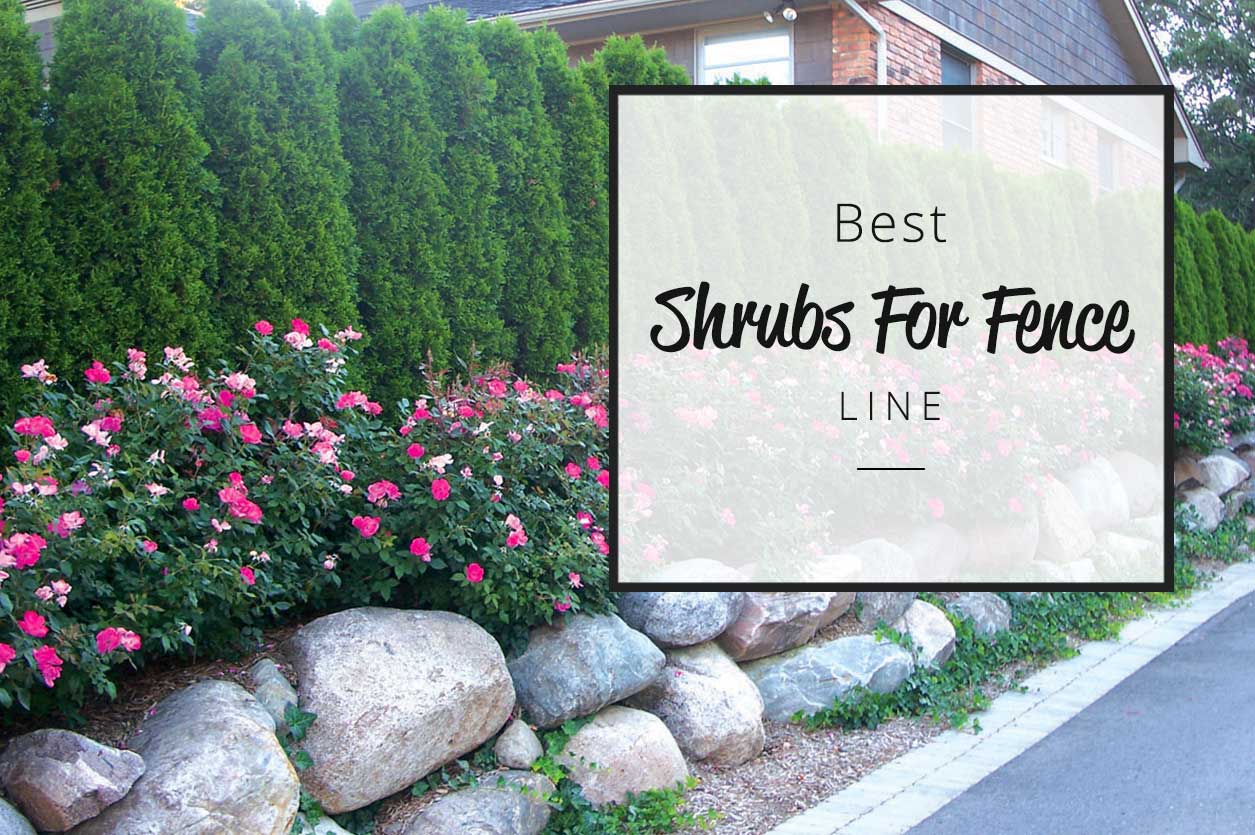 Best Shrubs For Fence Line