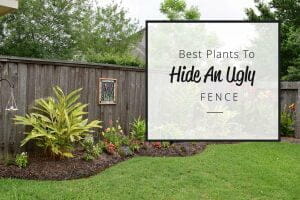 Best plants to hide an ugly fence