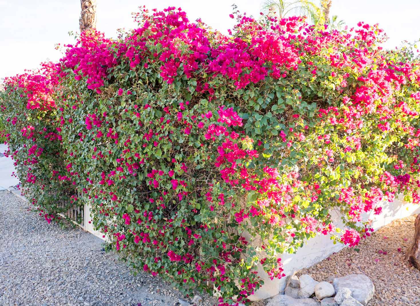 Bougainvillea