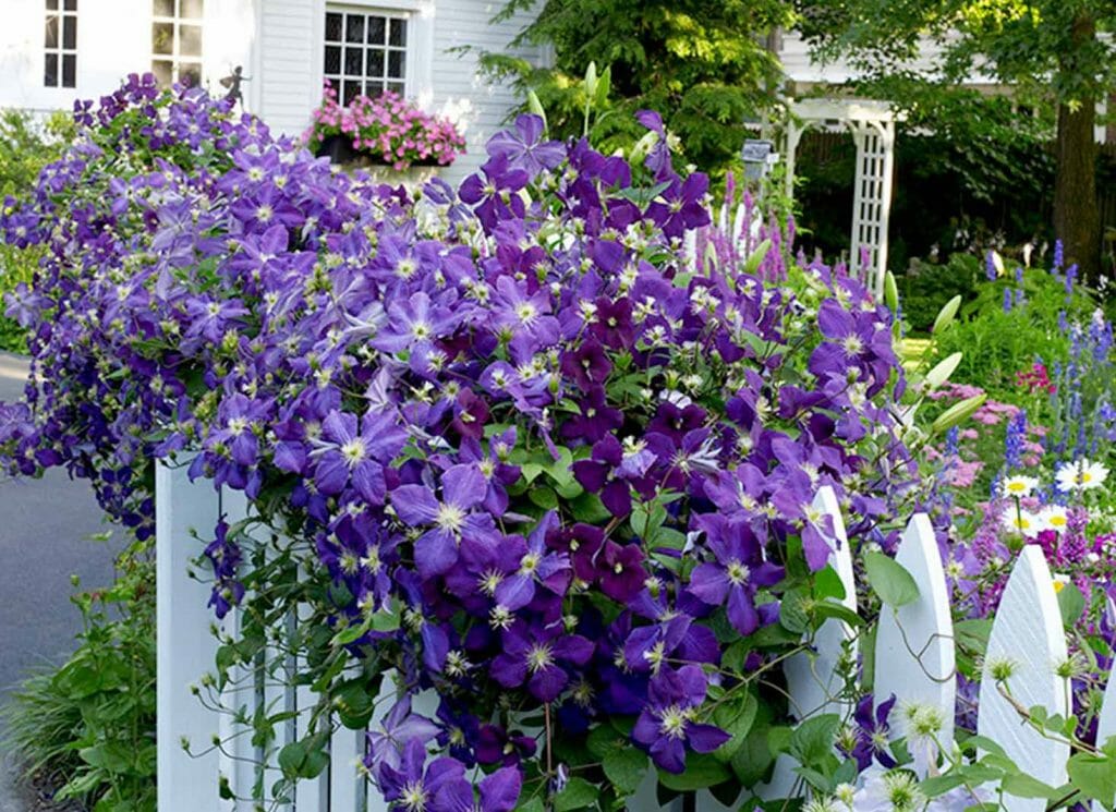 Best Plants to Hide an Ugly Fence Home Garden Guides