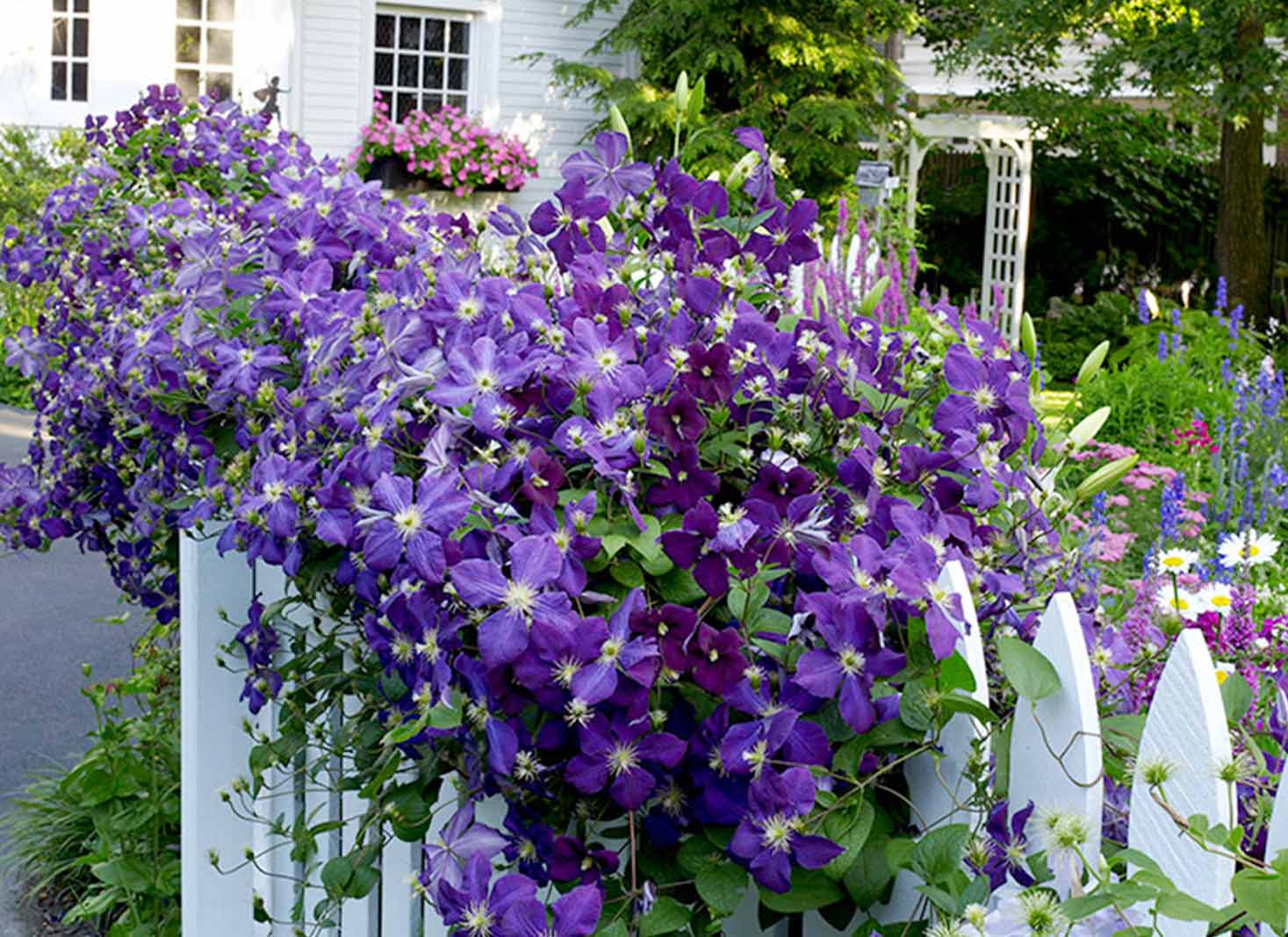 Clematis