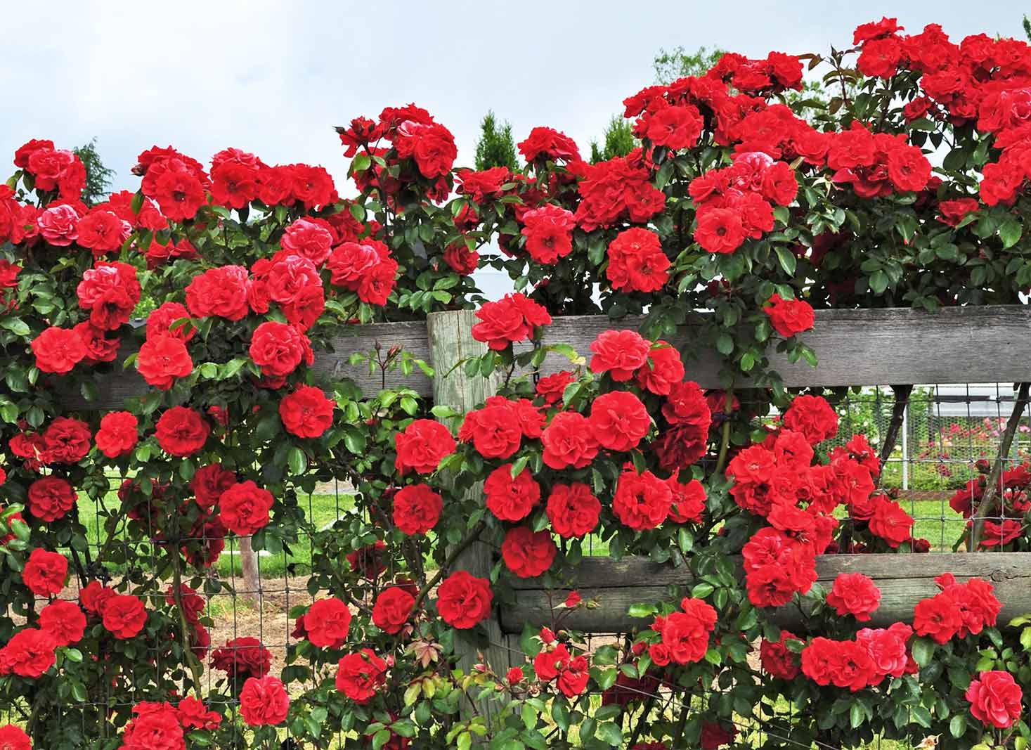 Climbing Roses