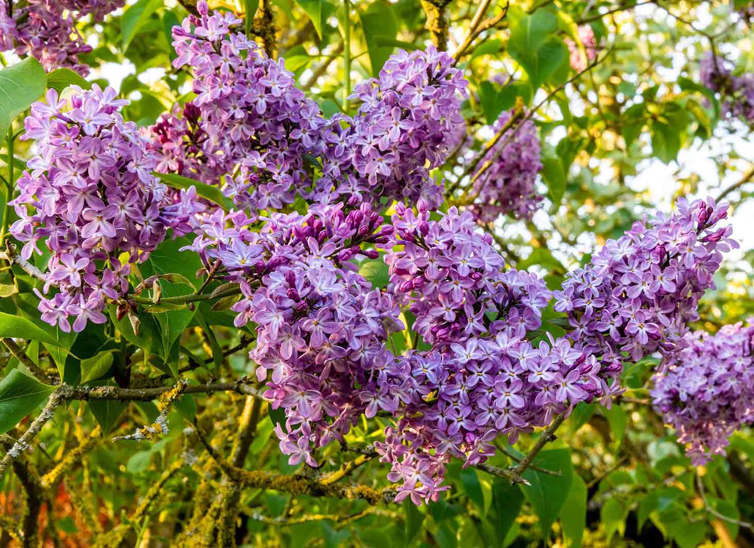 Common Purple Lilac Shrub