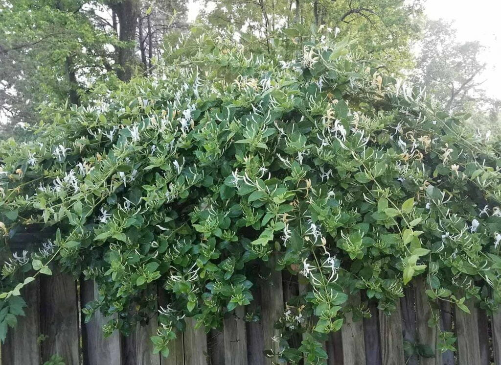 Best Plants to Hide an Ugly Fence Home Garden Guides