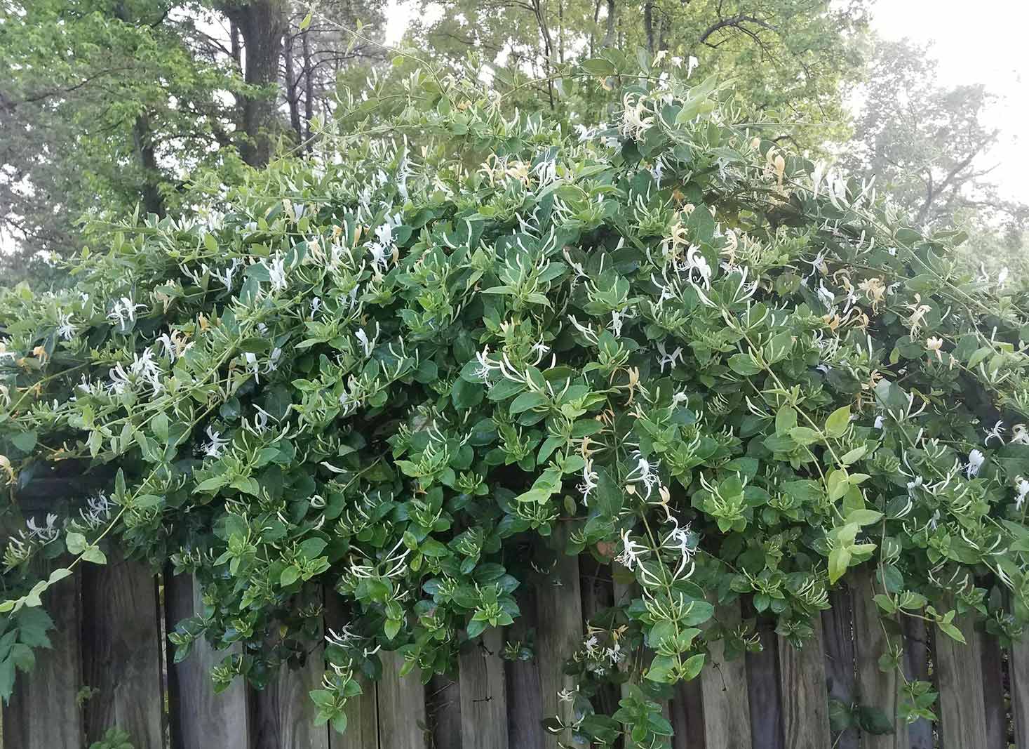 Honeysuckle