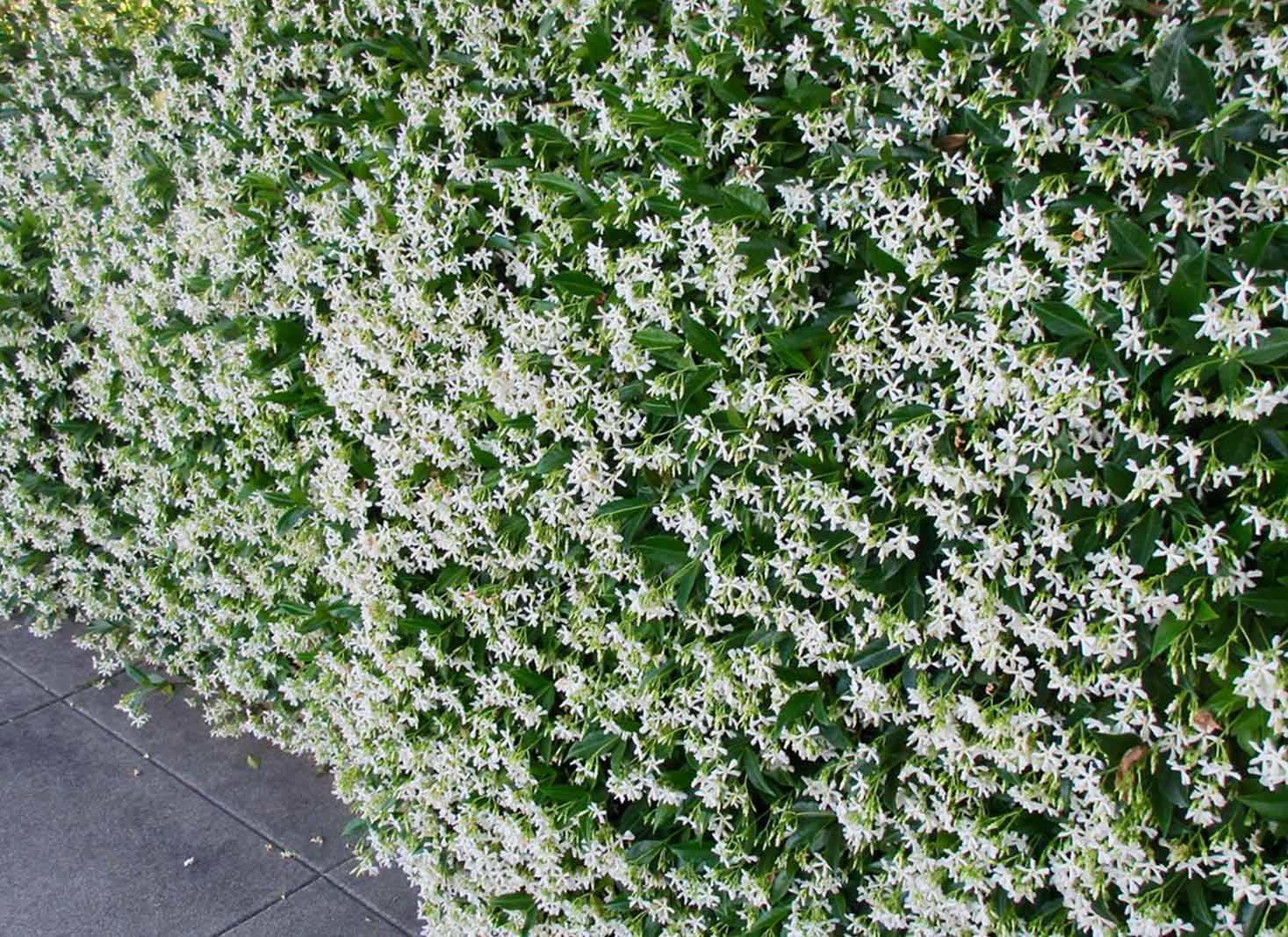 Star Jasmine