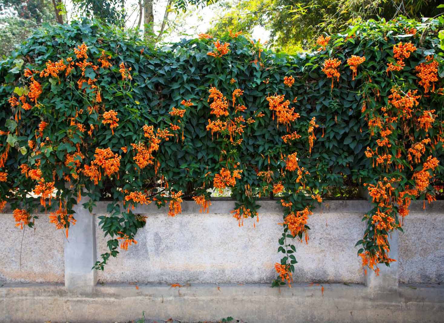 Trumpet Vines