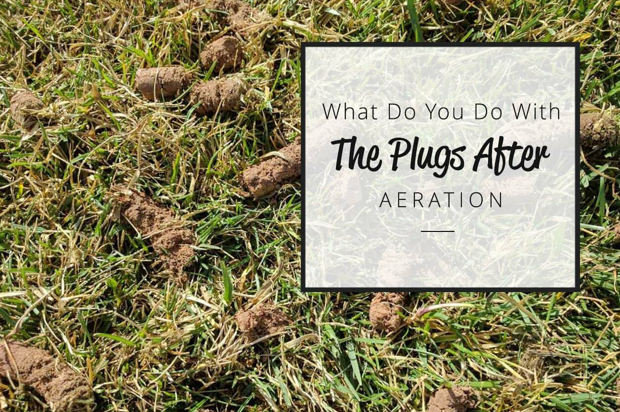 What Do You Do With the Plugs After Aeration