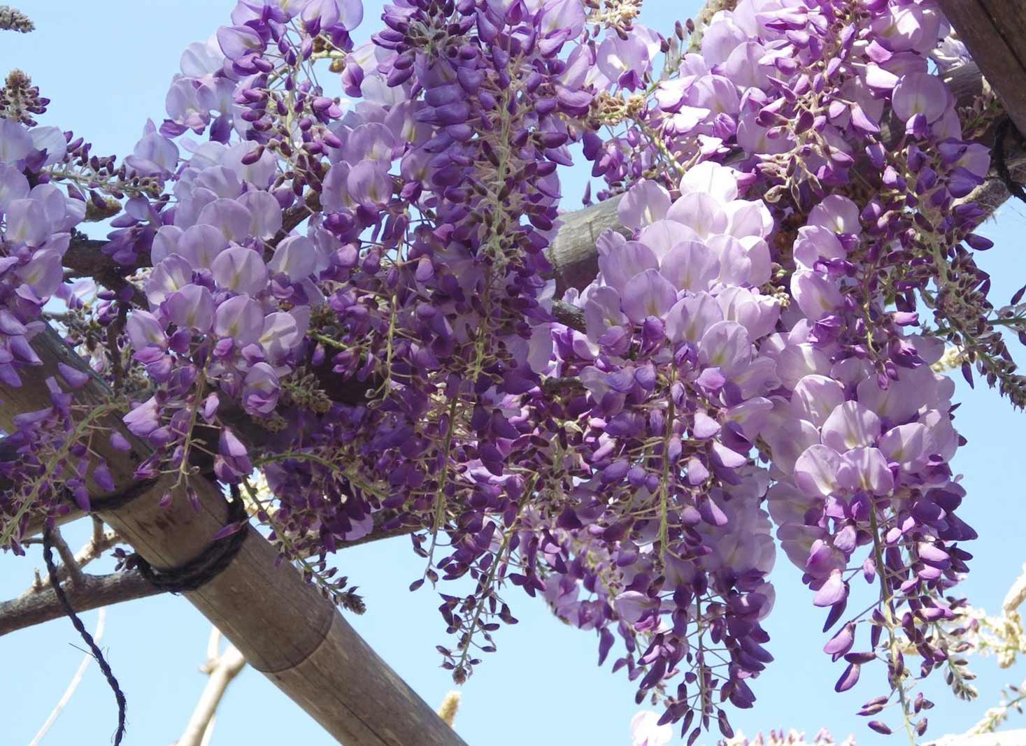 Wisteria