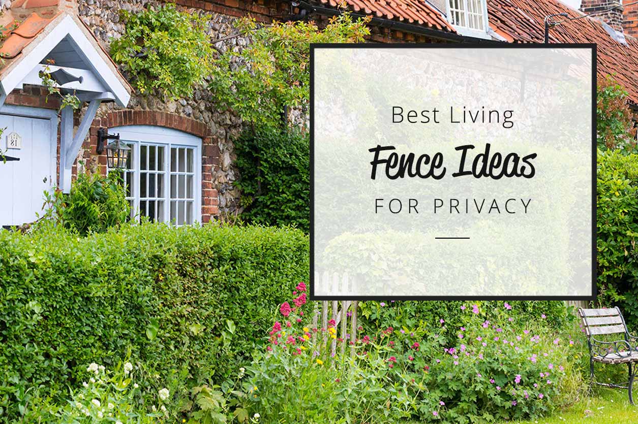 Best living fence ideas for privacy