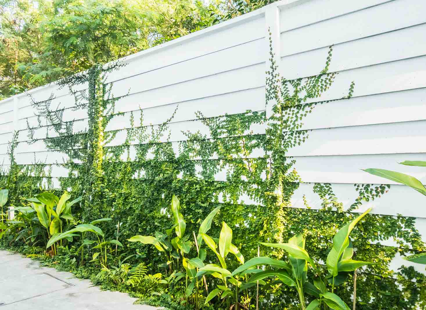 Wire fence with plants