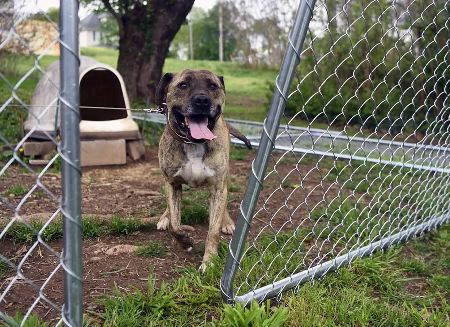 Installation Process of Chain Link Fences for Dogs