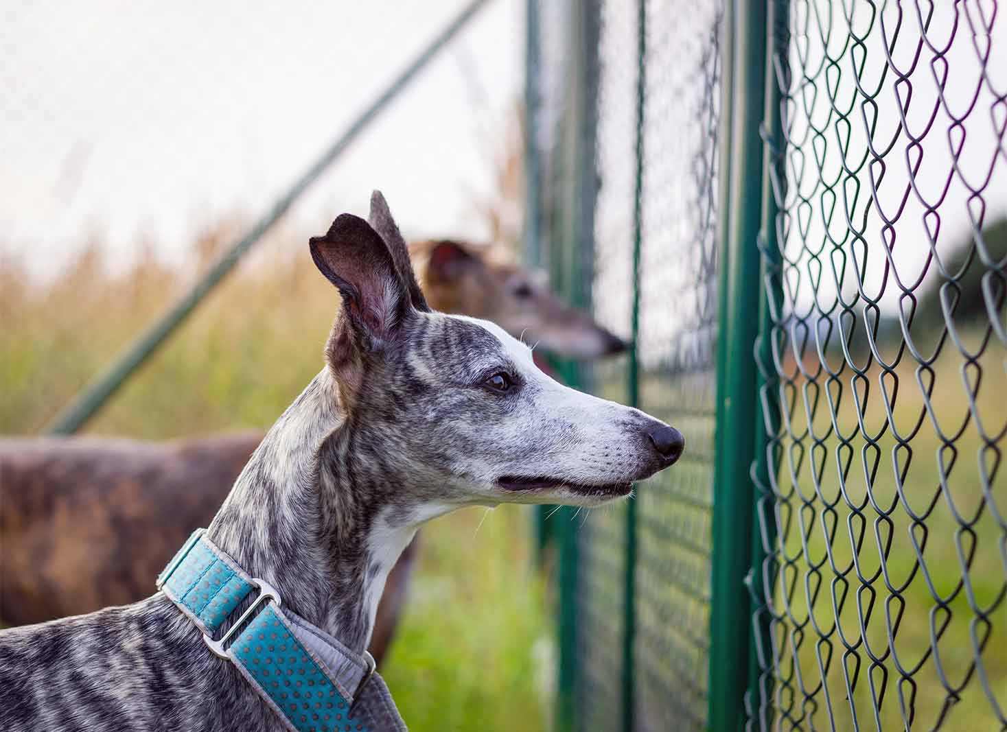 Maintenance of Chain Link Fences for Dogs