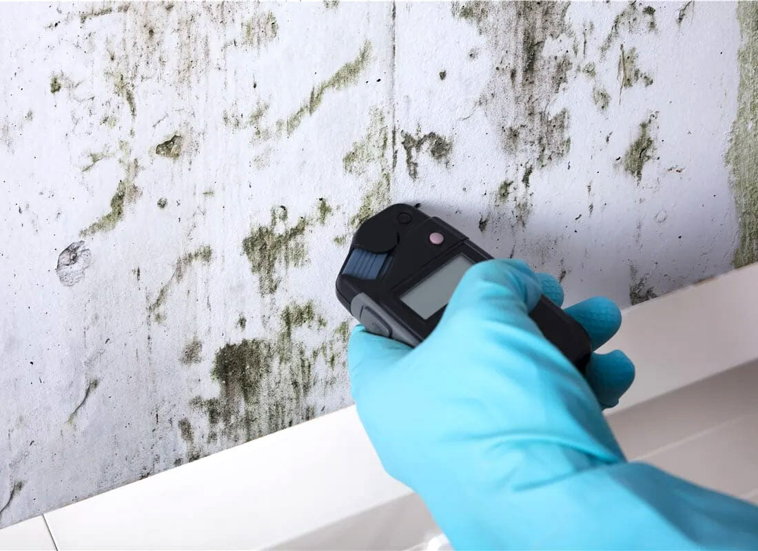 Pro inspection for black mold